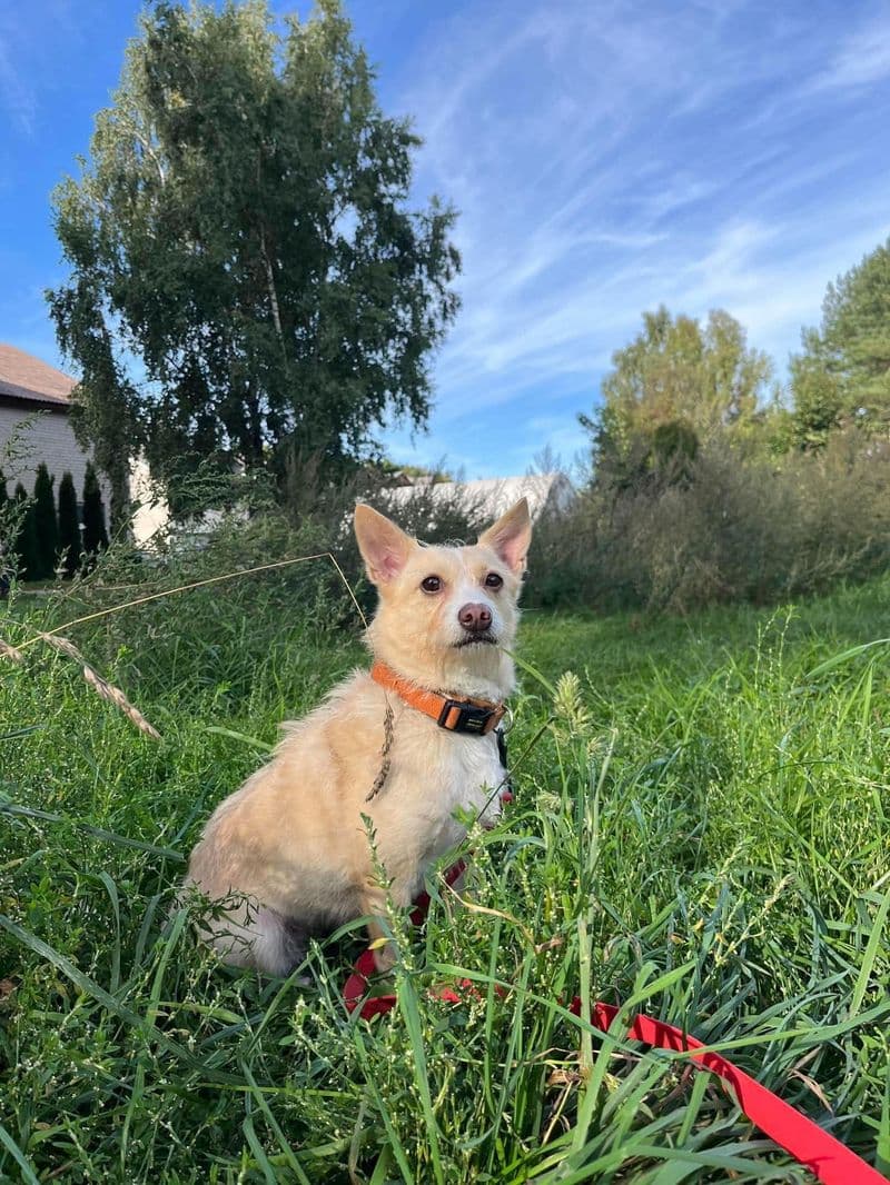 Bela