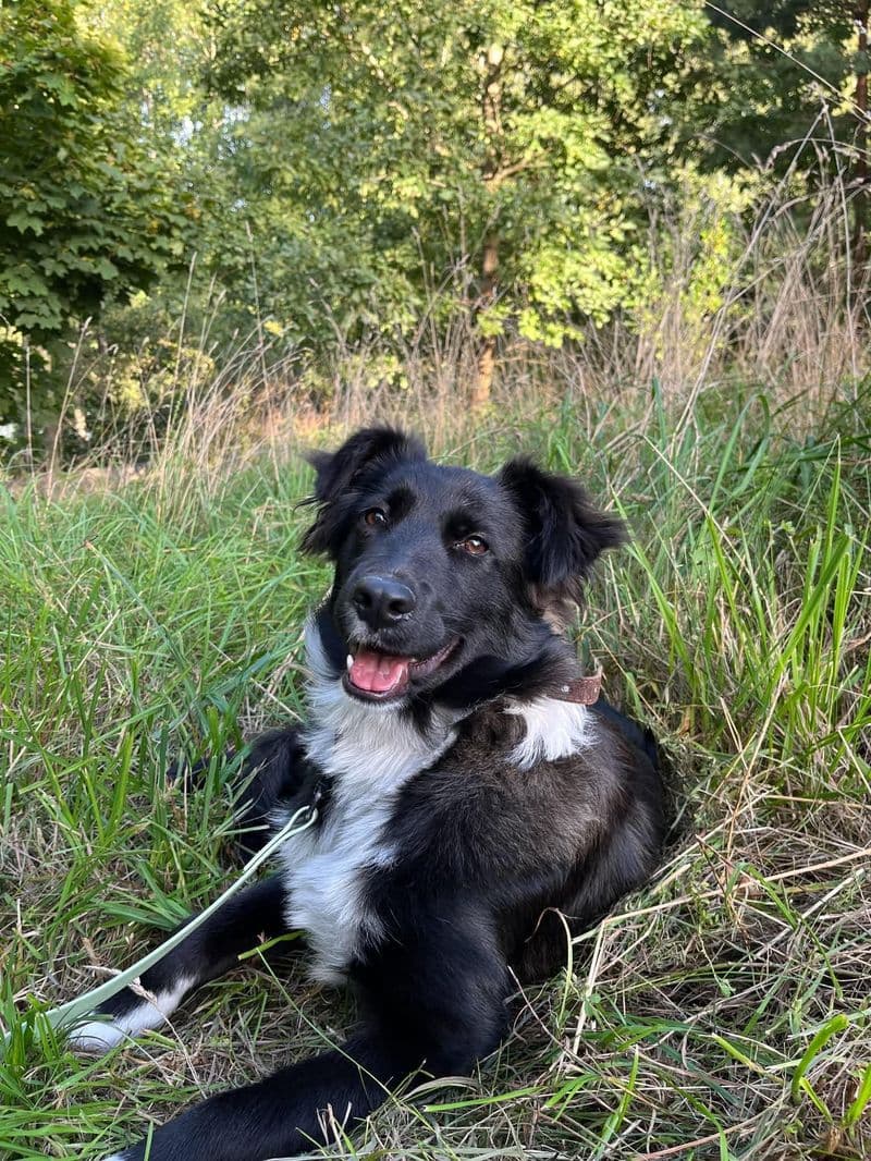 Mažo dydžio šuo, ~6 mėn.