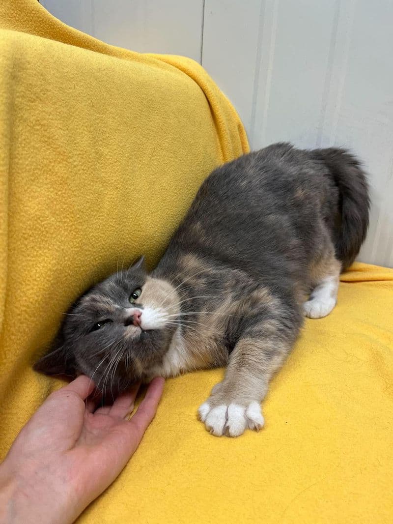 Milka