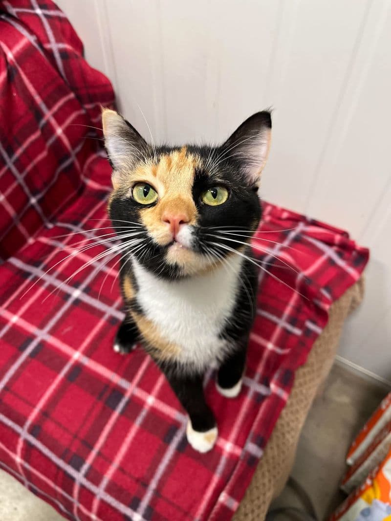 Princesė