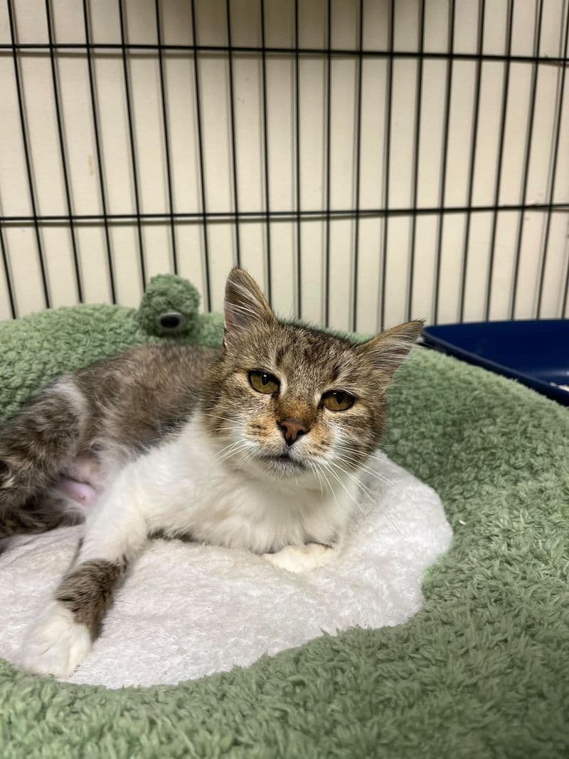 Coda