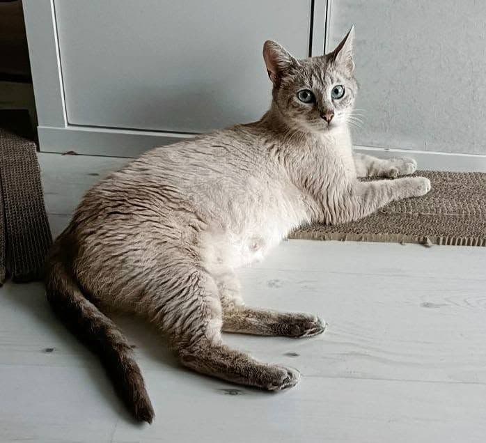 Veneta