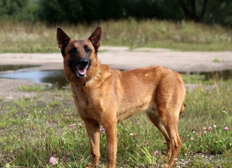 Šyra