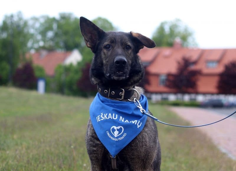 Burė