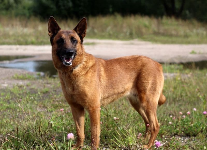 Šyra