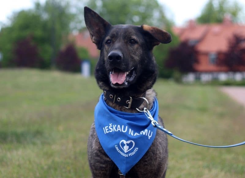 Burė