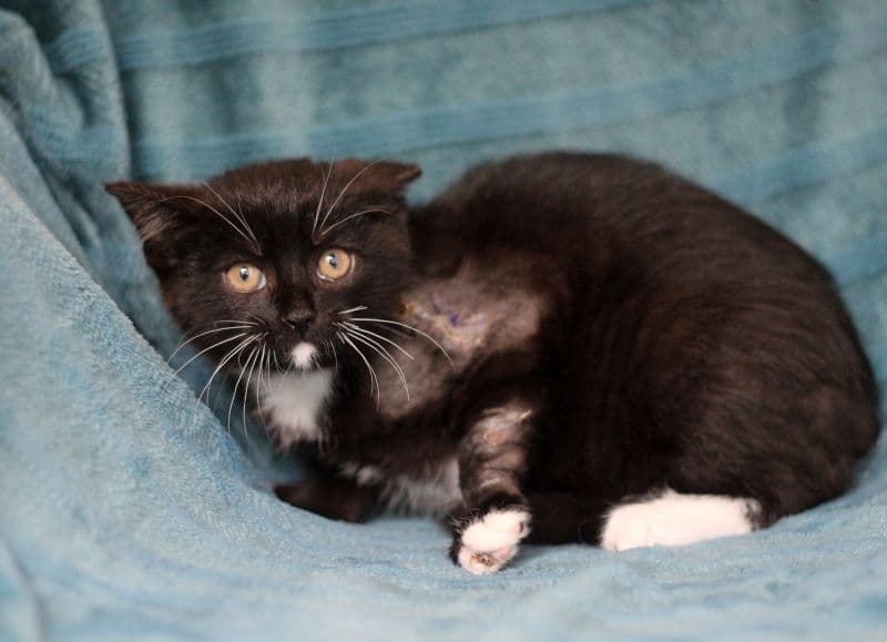 Kirmėliukas