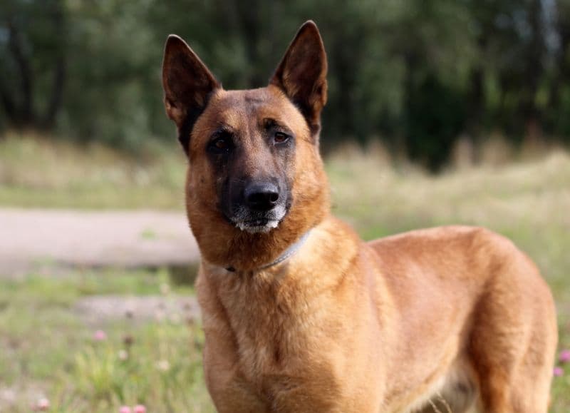 Šyra