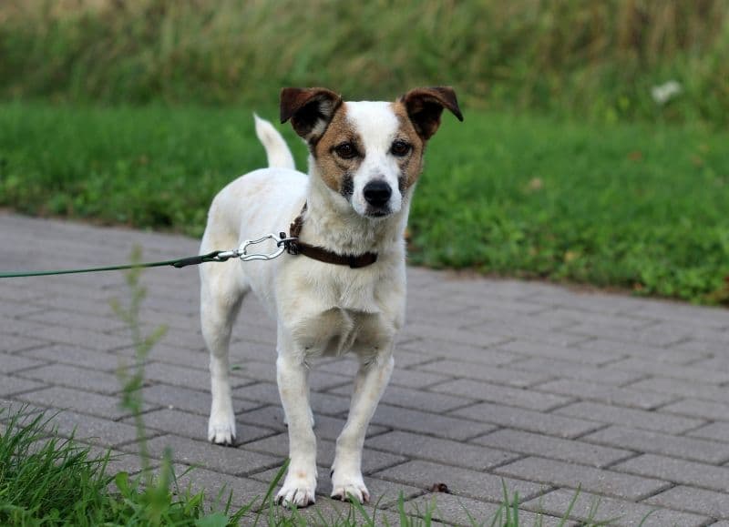 Zuzu