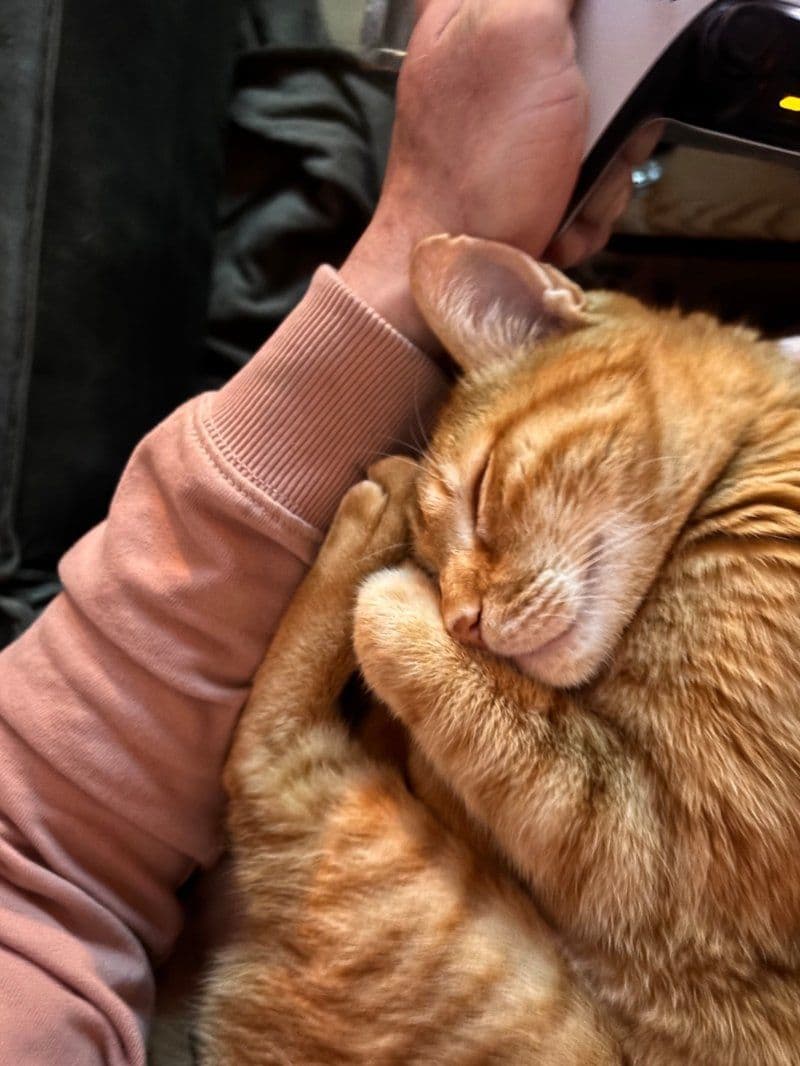 Simba