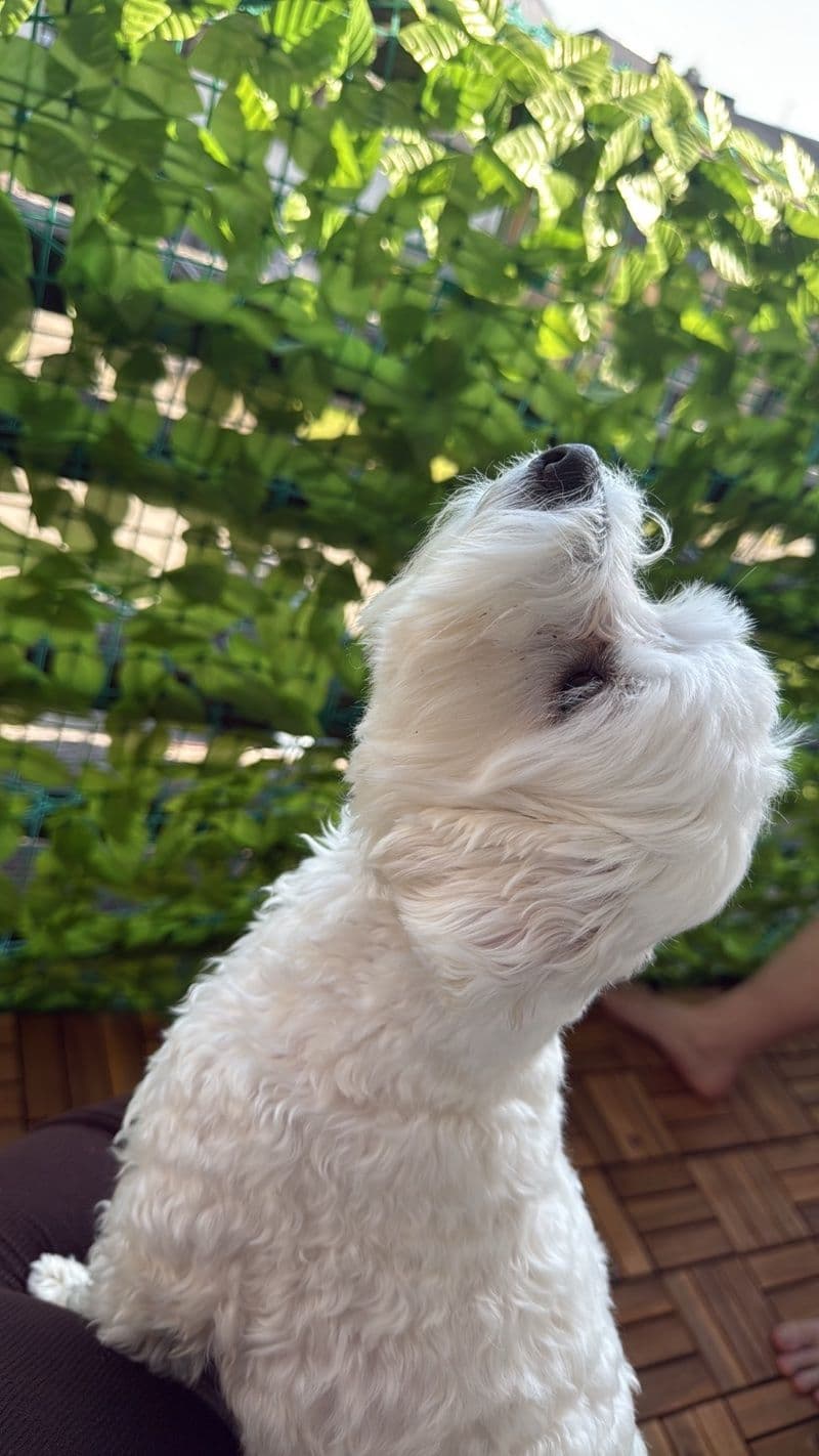 Maja
