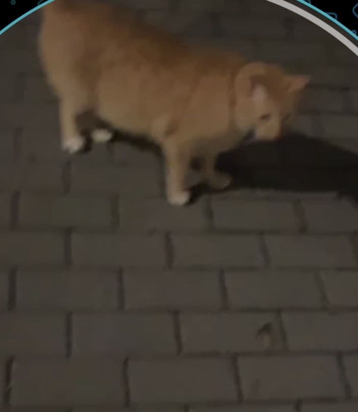 Katė