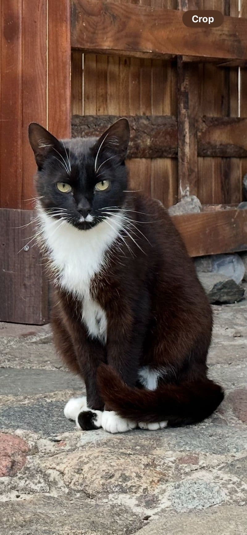 Sagutis