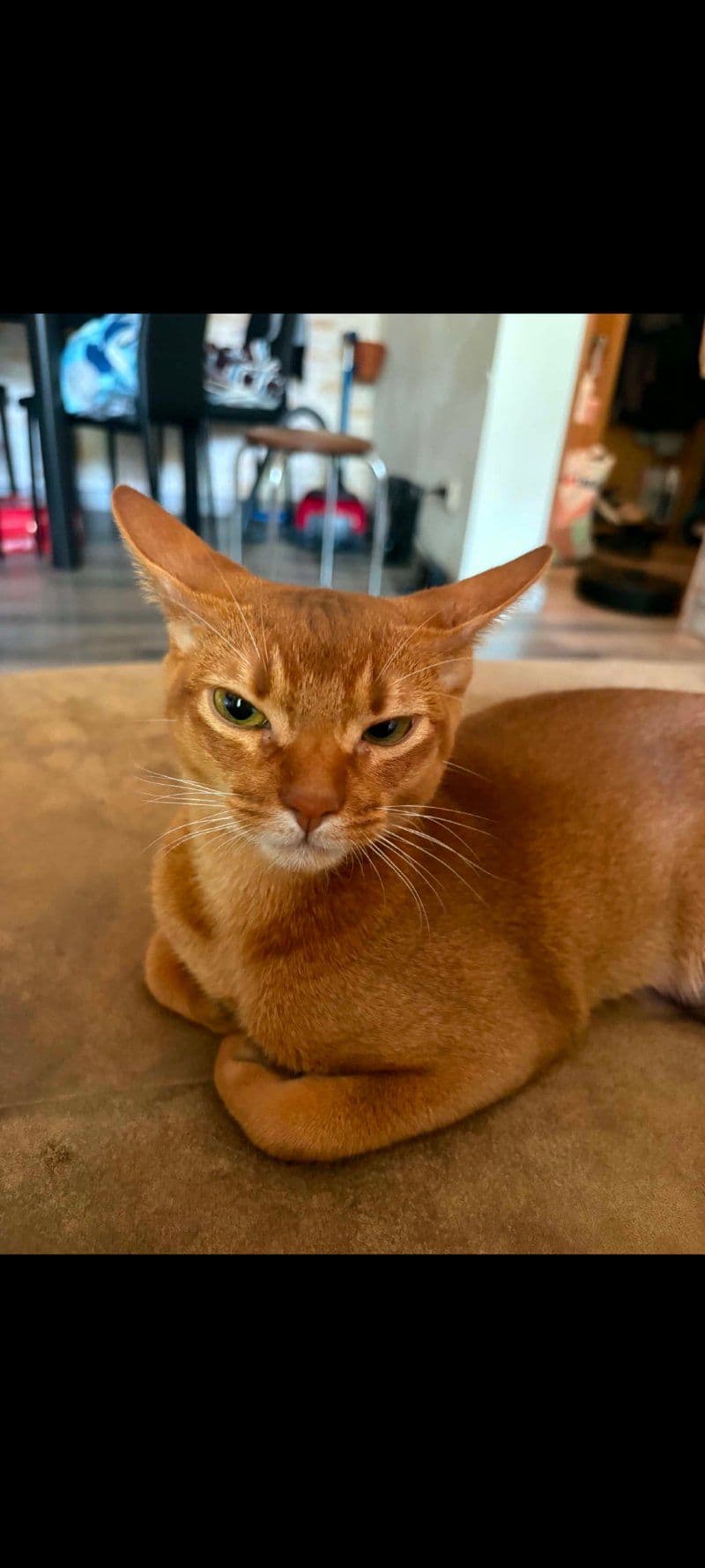 Toffee