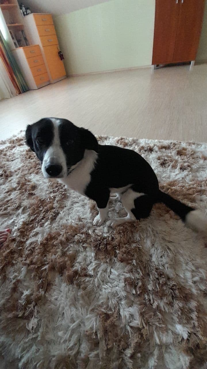 Barni