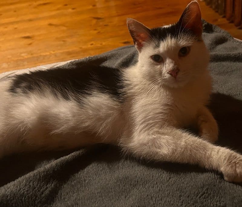 Simba