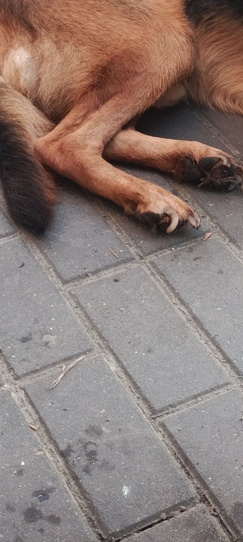 Šuo