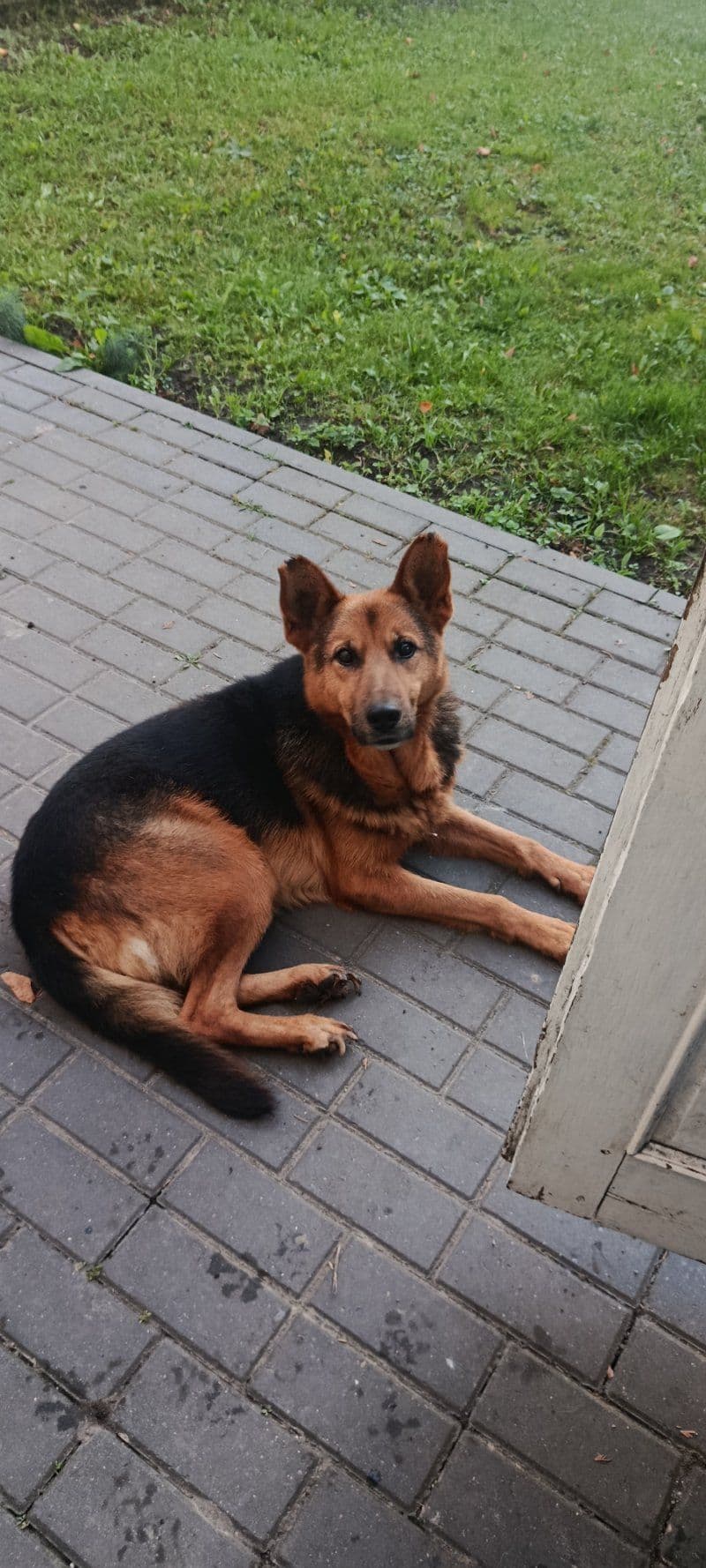 Šuo