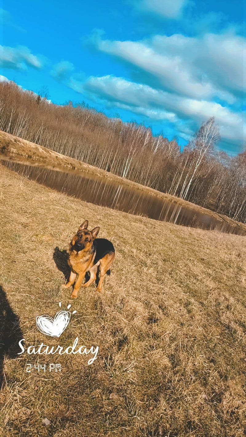 Taigo