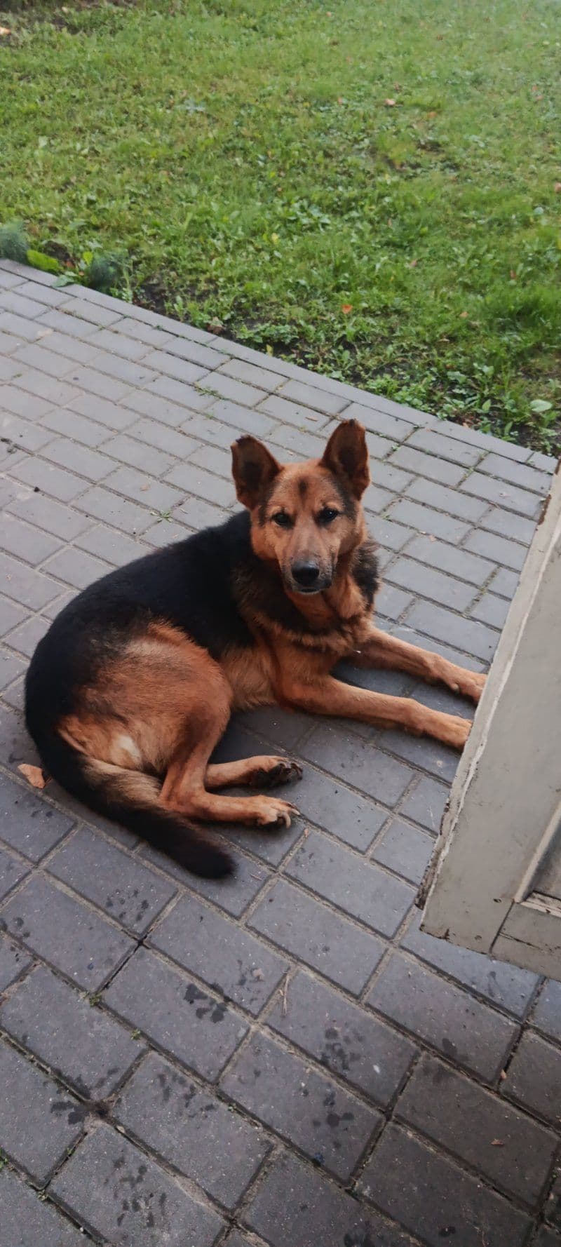 Šuo