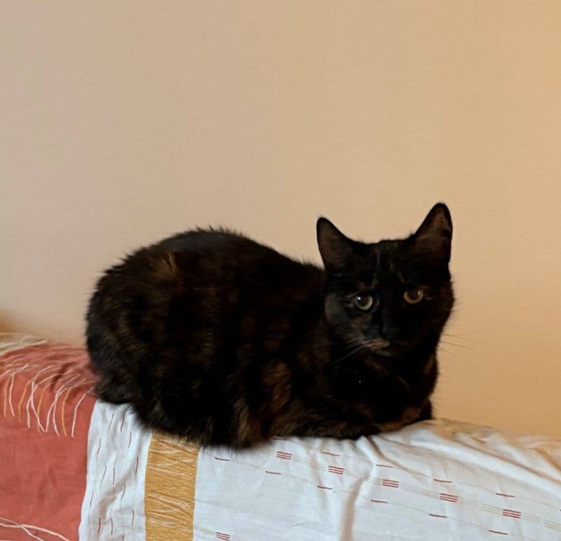 Pienė