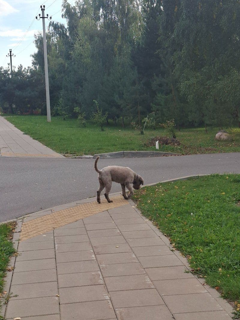 Šuo