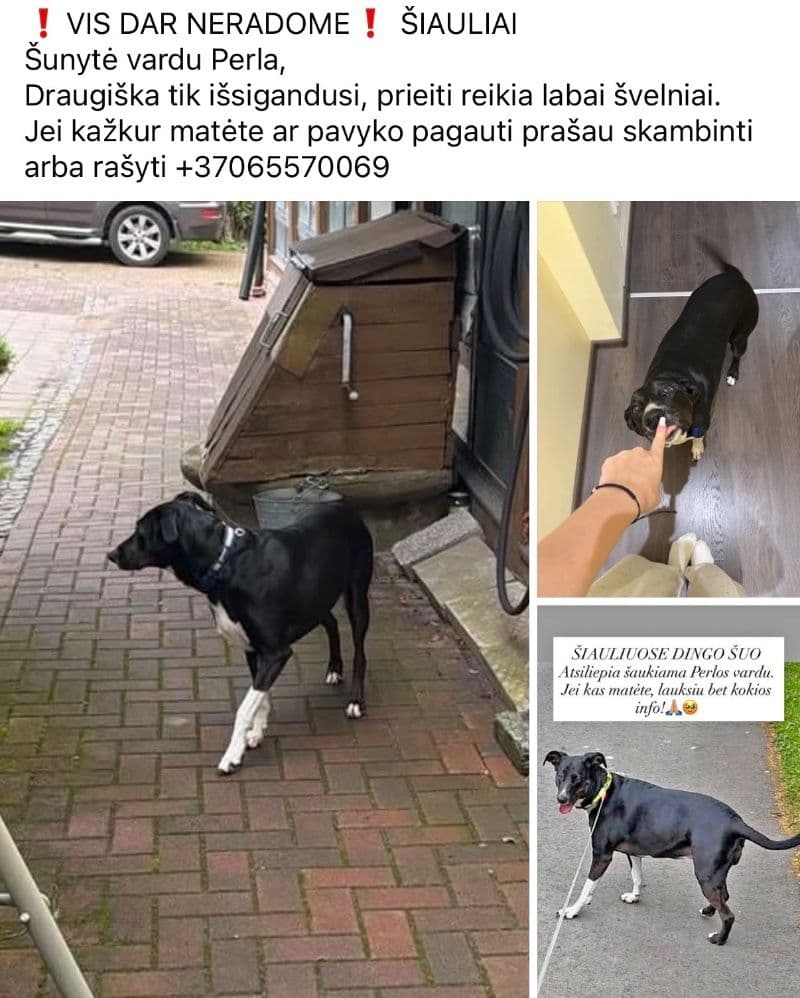 Perla