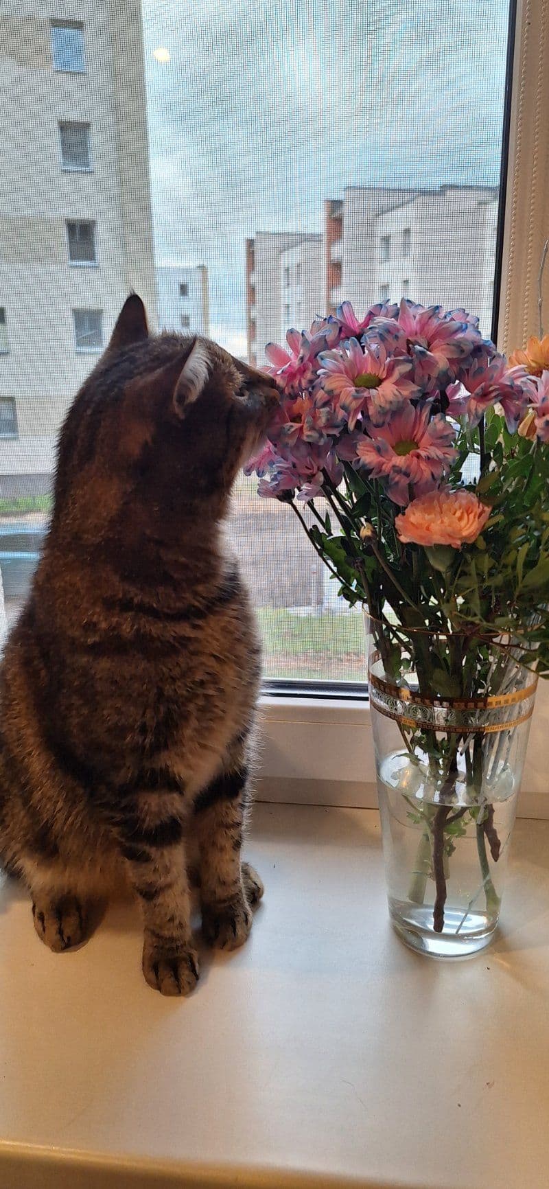 Pūkis