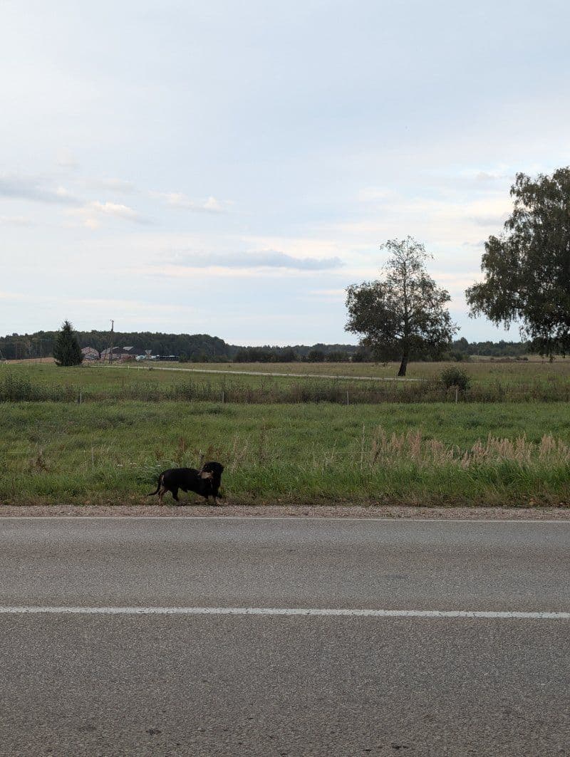 Šuo