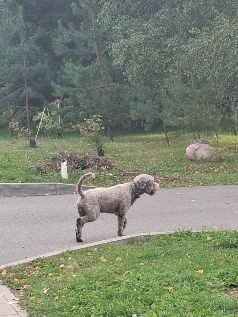 Šuo