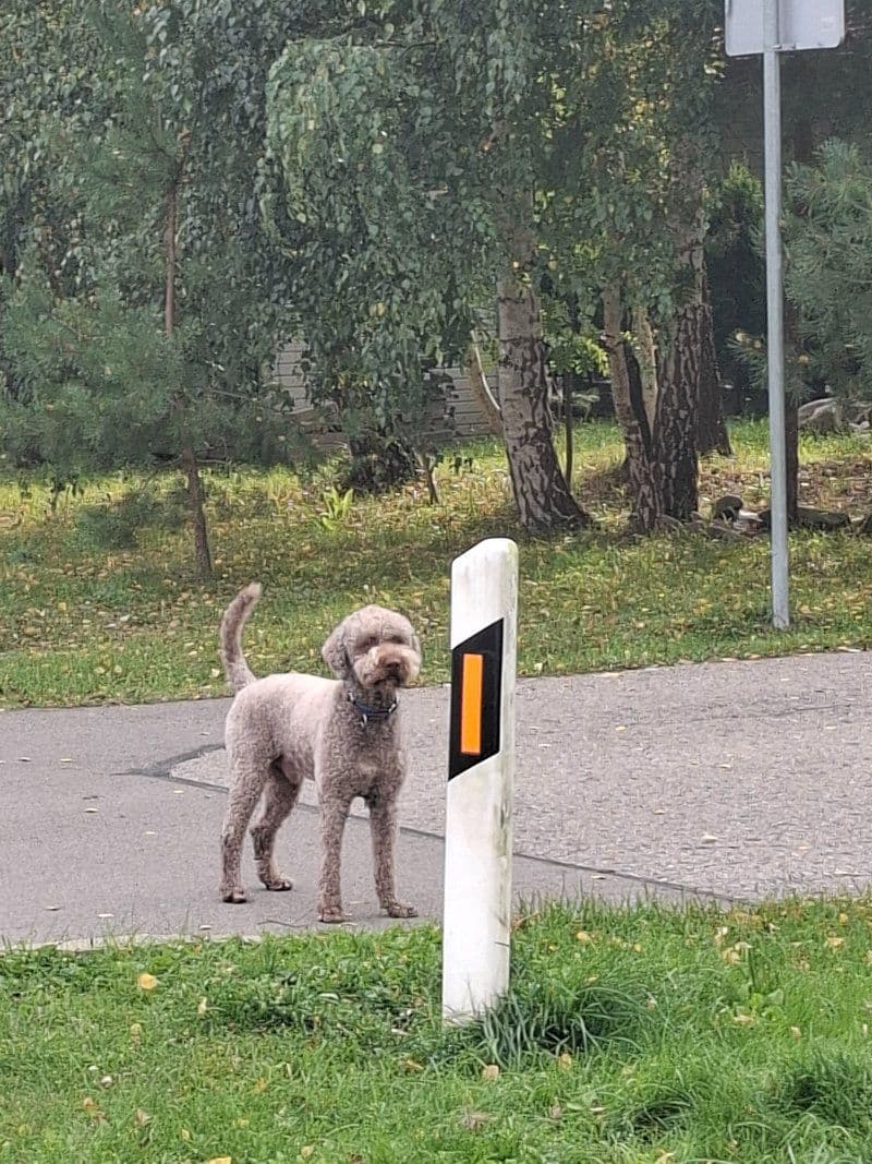 Šuo