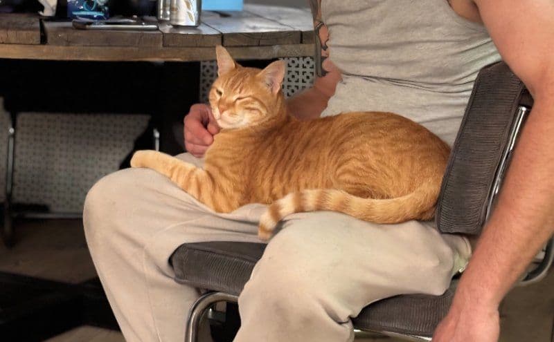 Simba