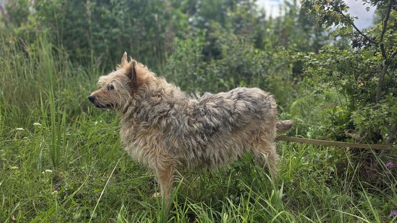 Mila