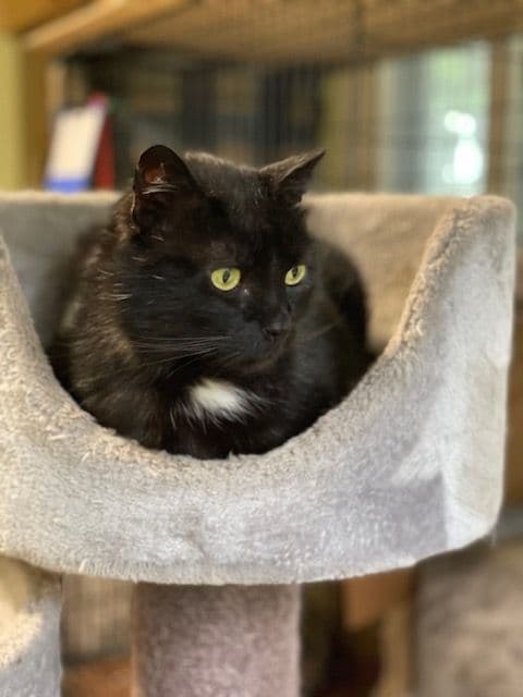 Figaro