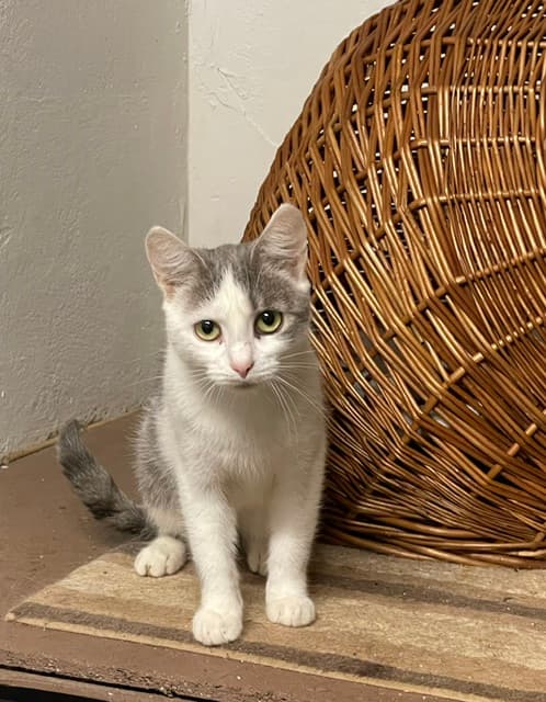 Vigutė