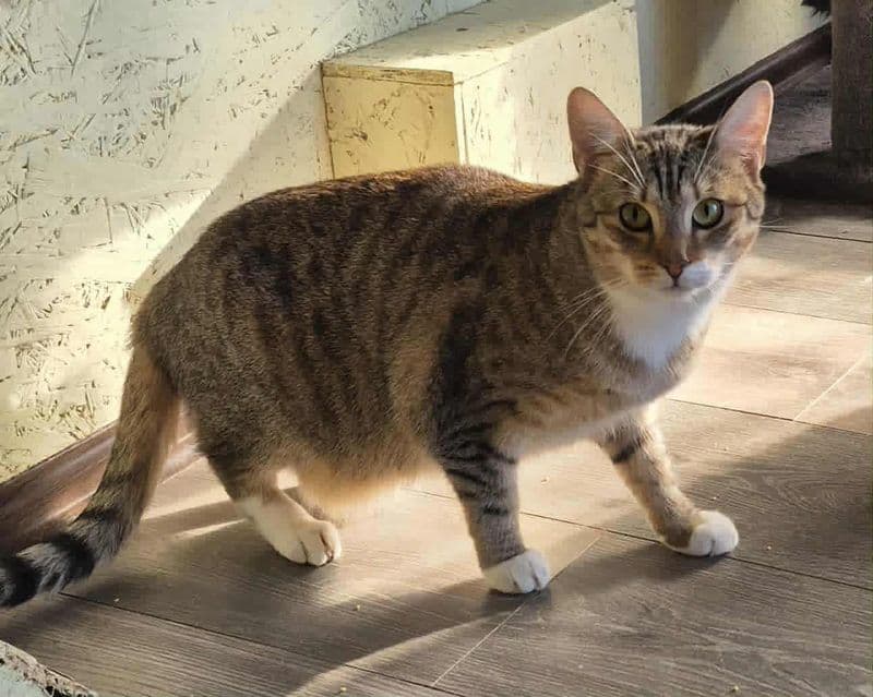 Sida