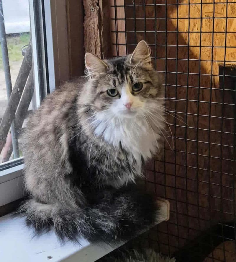 Lulu