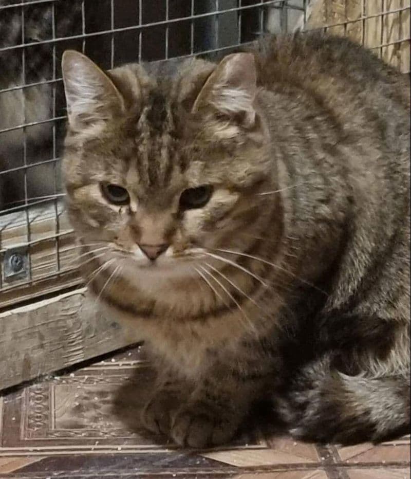 Princesė