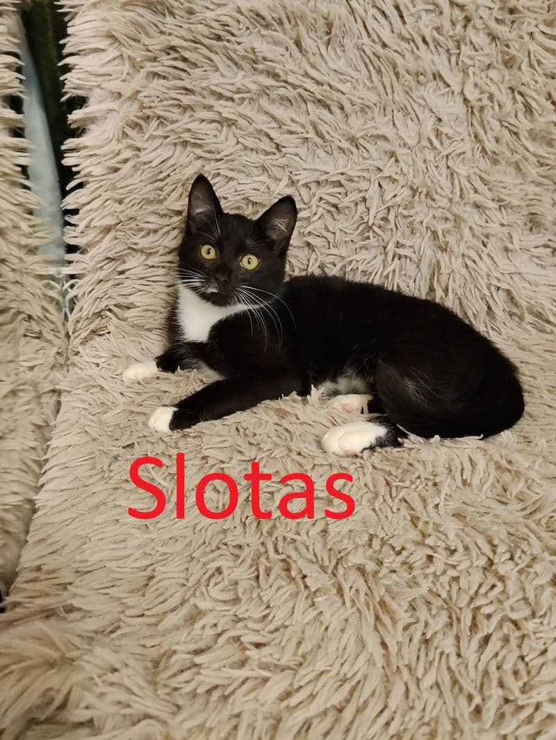 Slotas