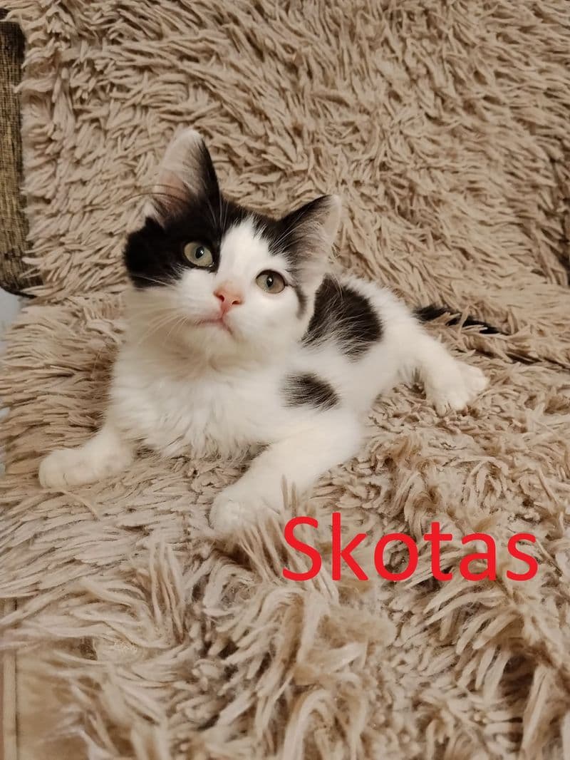 Skotas