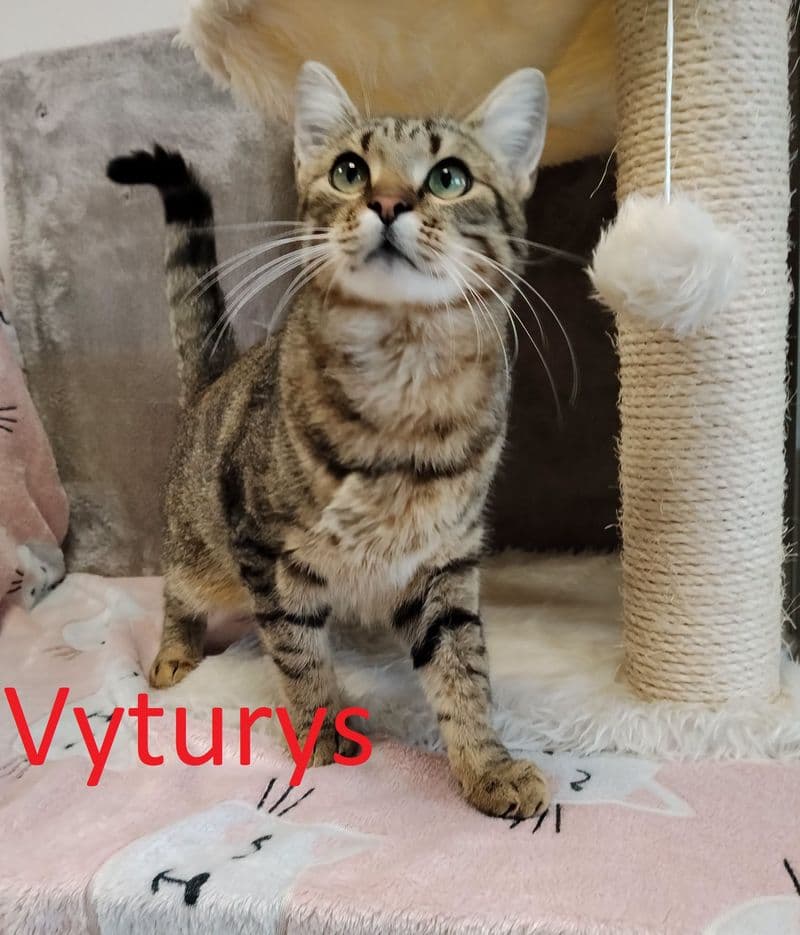 Vyturys