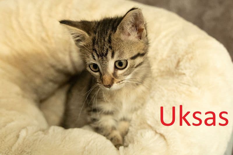 Uksas