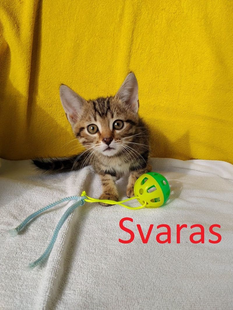 Svaras