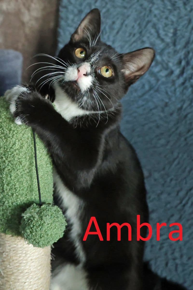 Ambra