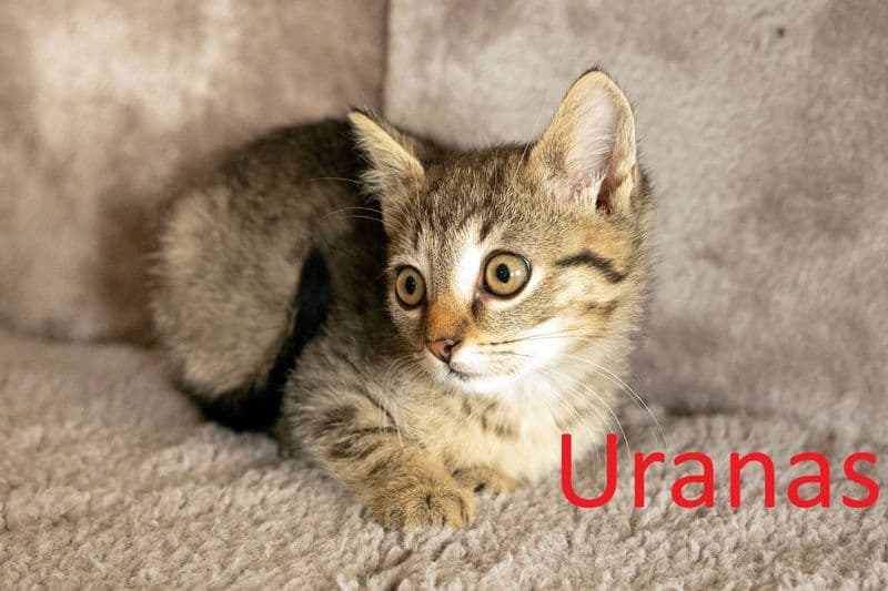 Uranas