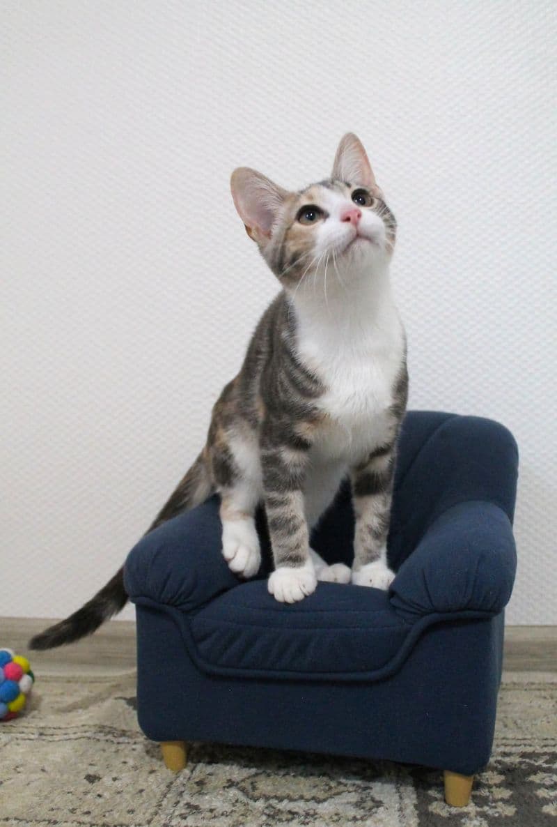 Tilė