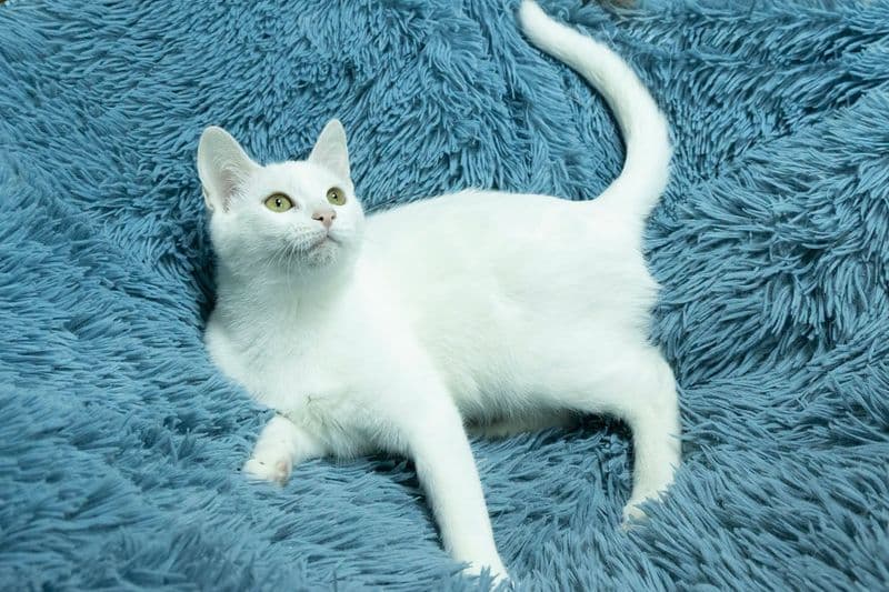 Zuzi