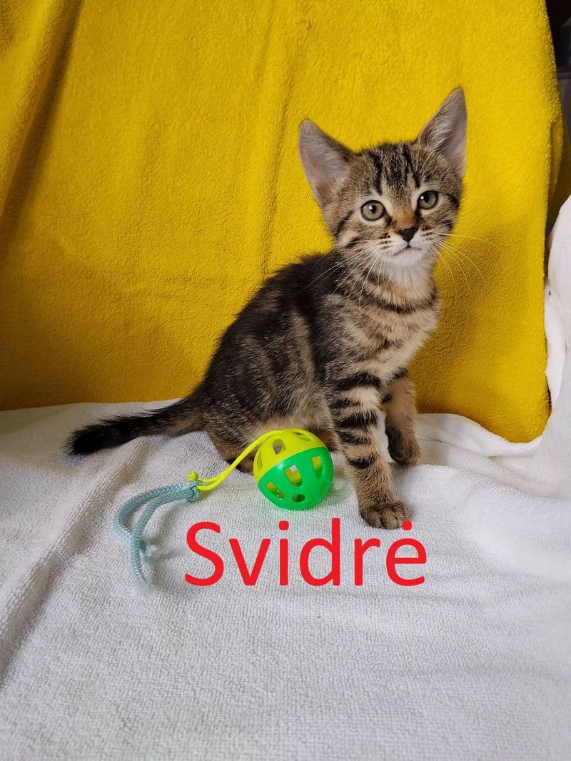 Svidrė