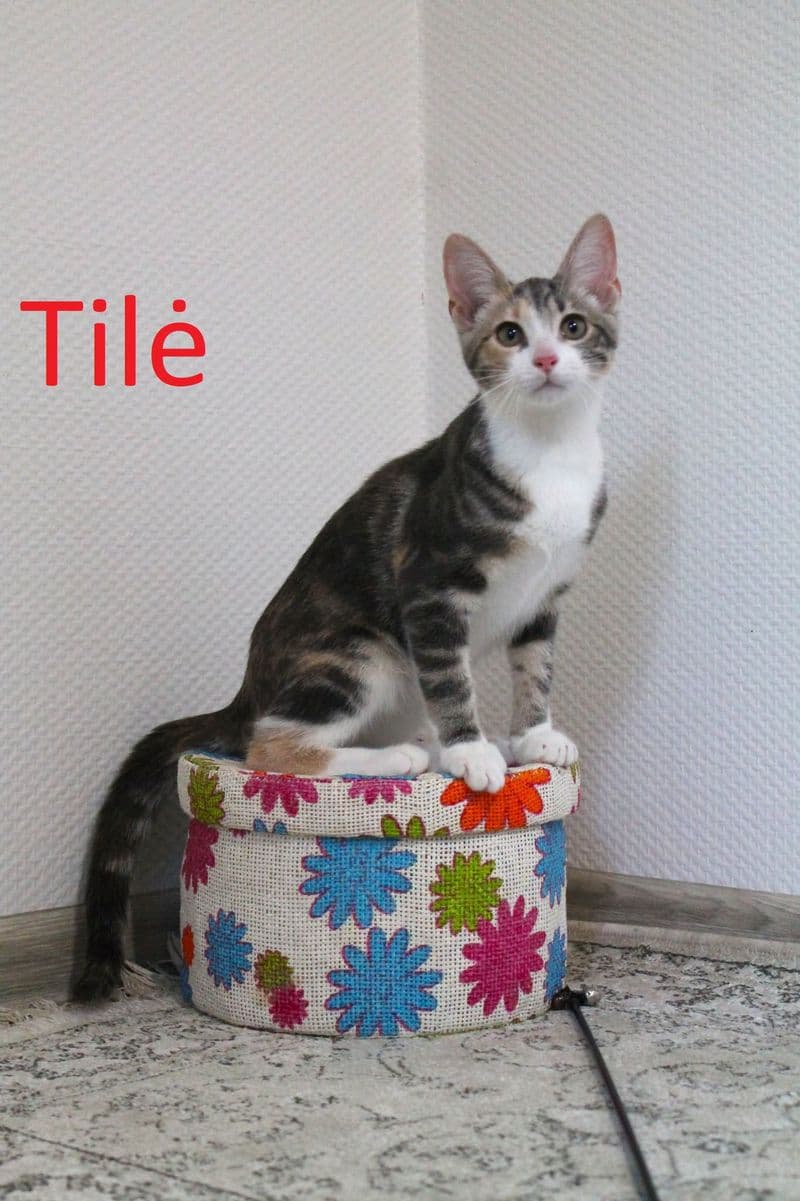 Tilė