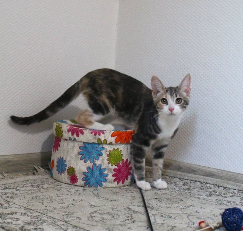 Tilė